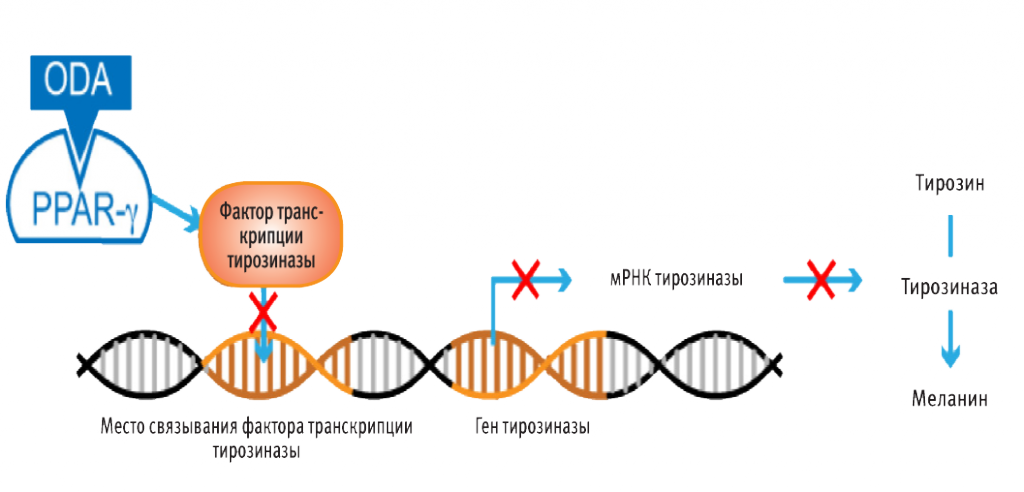 ProBright-Oda-White copy.png